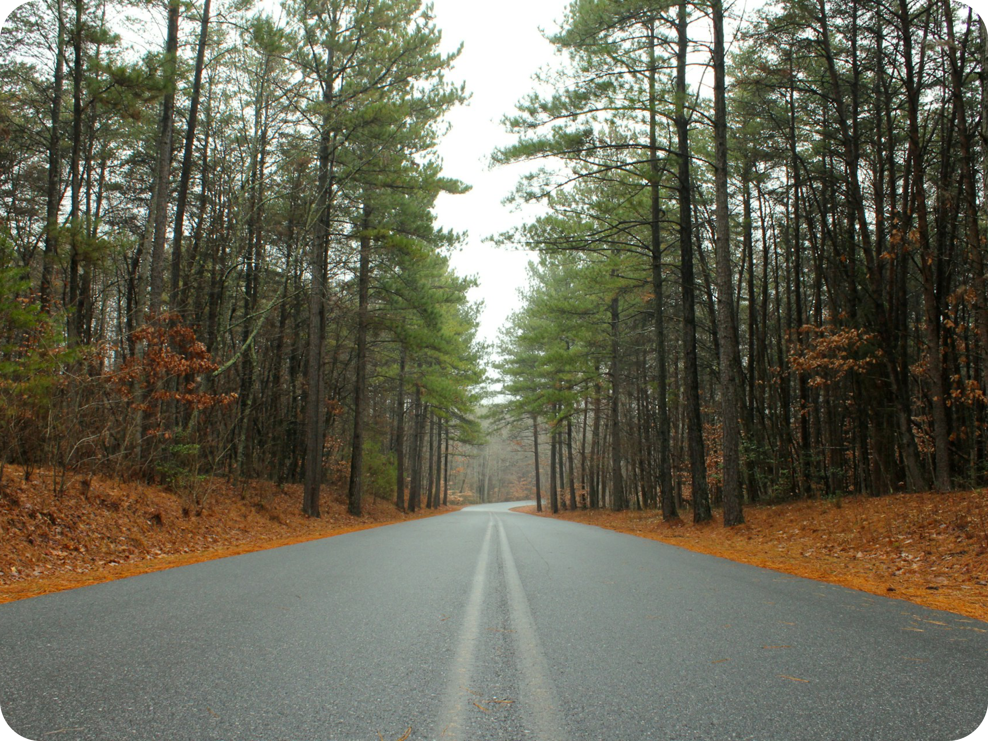 Road through the woods